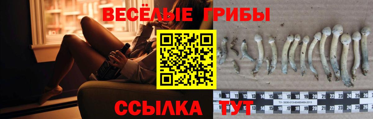 Галлюциногенные грибы Psilocybine cubensis Красногорск